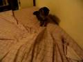 Cat Duel