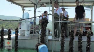 Halkidiki Gastronomy