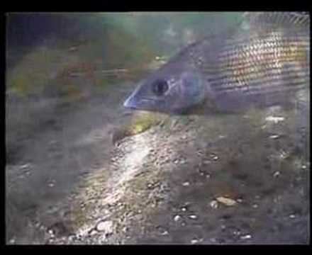 grayling