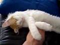 Purring kittens