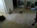 videos de MVI 0742