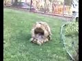 HUMPING TURTLES