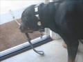 How to train a Wonderful Rottweiler
