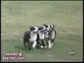 Cachorros Engra�ados - www.orapois.com.br