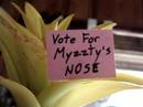 Myzzty Vote 006 Myzzty Vote 006