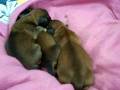 videos de Babies