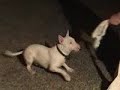 Bull Terrier - Aragorn, o \"forga\"
