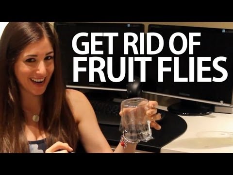 how to get rid flies