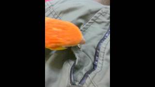 Intelligente Tiere - der schlaue Papagei