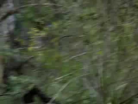 Black Bear with Two Cubs in Big Bend ...