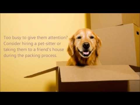 how to budget for pets