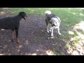 title="Dog