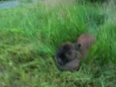 FULL  Throttle = Rabbit???