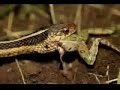 The Atrazine Rap The Atrazine Rap