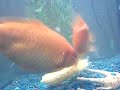myso and baby fish epi. 3 The Orange