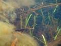 cardinal tetra at their natural biotope