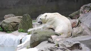 Tundra deserves better.