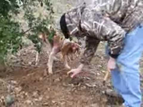 how to harvest truffles