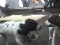 videos de mad dogs