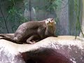 Otters in love Otters in love