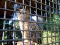 Eurasian Eagle Owl @ Sea World