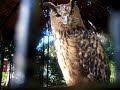 Eurasian Eagle Owl @ Sea World Eurasian Eagle Owl @ Sea World