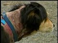 Deer Park neighbor rescues mauled dog from attack
