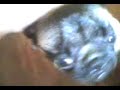 The pug Crazy