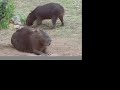 Durch unber�hrte Natur: Rio negro 2008