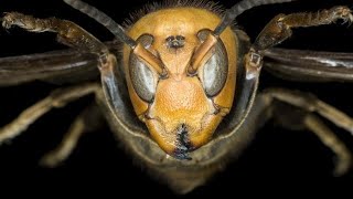 Katil Eşek Arıları   Türkçe Belgesel