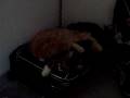 videos de Querida macht Polly sauber - Maine Coon