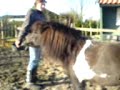 pippi  vd 2