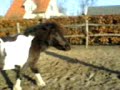 pippi  vd 2