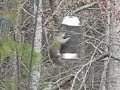squirrel-vs-birdfeeder.html