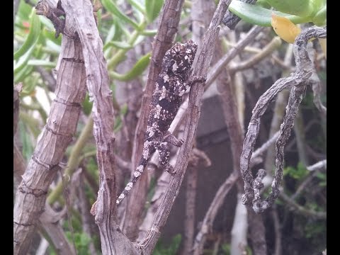 YouTube reptile video