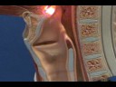 This video was produced to help students of human anatomy at Modesto Junior College study our anatomical models.
