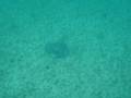 videos de Ray eating at Akumal Bay