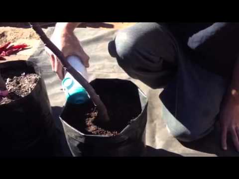 how to fertilize fig trees