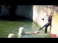 videos de Polar Bear mauling woman @ German Zoo in Berlin - Polar Bear Zoo Berlin