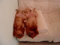 Ragdoll dogs