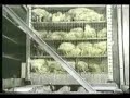 Producto interior Bruto-Carne es asesinato