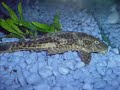 Freshwater Tropical  Fish (stills)