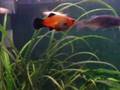Freshwater Tropical Fish (stills)