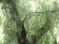 Árbol de la plaza Árbol de la plaza