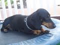 My Dachshund Crispy