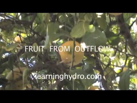how to fertilize hydroponic garden