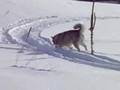 Alaskan Malamute video