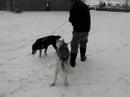 walking huskys