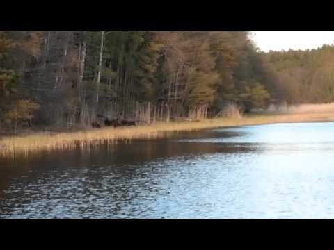 See video