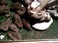 Arriva la pappa